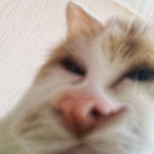 Distorted Cat