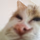 Distorted Cat