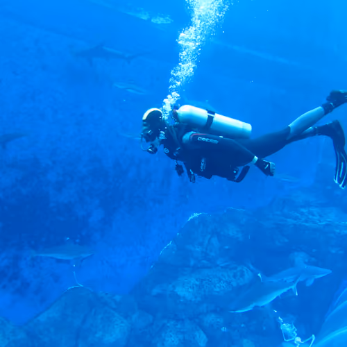 Dive through
