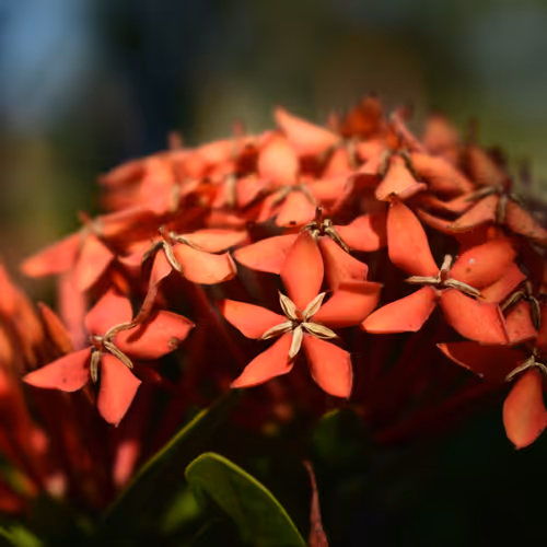 Diverseflowers - old