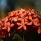 Diverseflowers - old