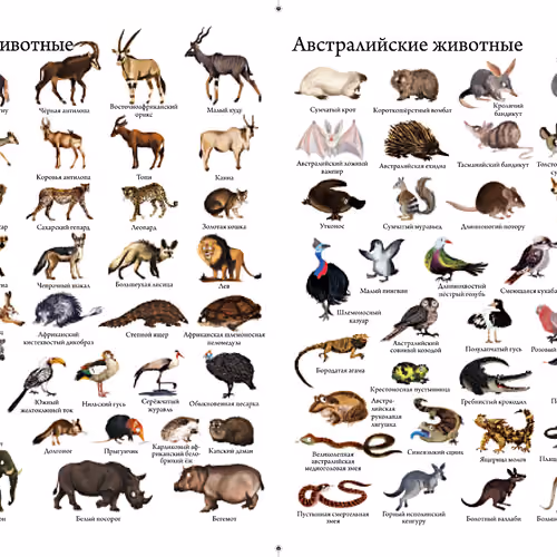 Diversity of the animal world of our planet