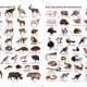 Diversity of the animal world of our planet