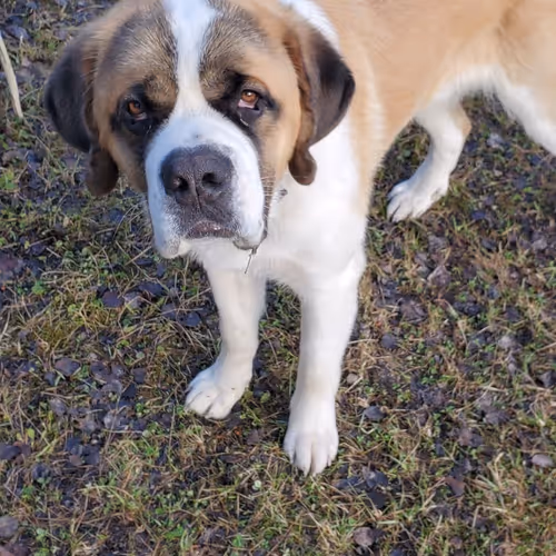 Doc the Saint Bernard