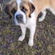 Doc the Saint Bernard