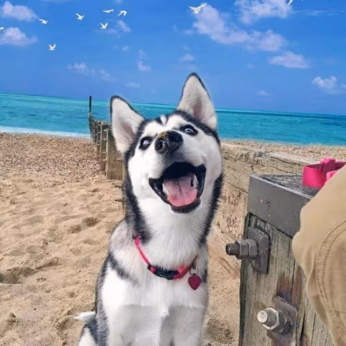 dog - 0ALVG5HfKX