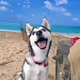 dog - 0ALVG5HfKX