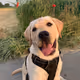 A dog named Balu
