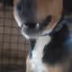 Dog Candid Shots