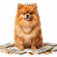 Dog Cash