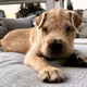 Dog Charlie - old