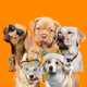 Dog Family of Isil