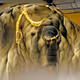Gold necklace dog