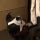Dog nfts V3