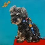 Schnauzer Dog Paintings