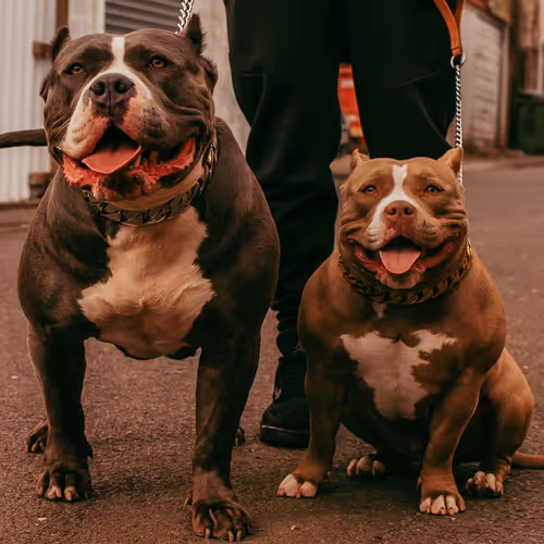 dog pound