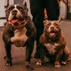 dog pound