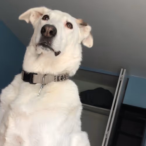 Dog's