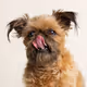 Dog Stock Images