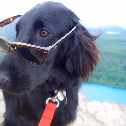 Dog Tells Political Jokes Memes