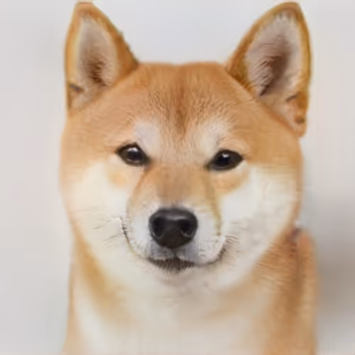 Doge V12
