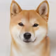 Doge V12