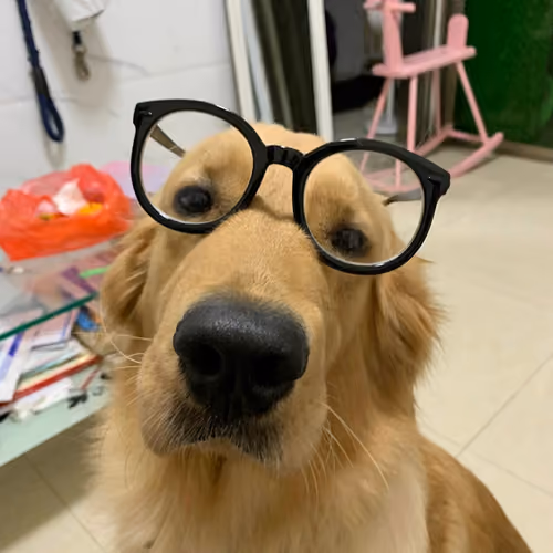 Dog with glass