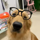 Dog with glass