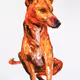 dog19
