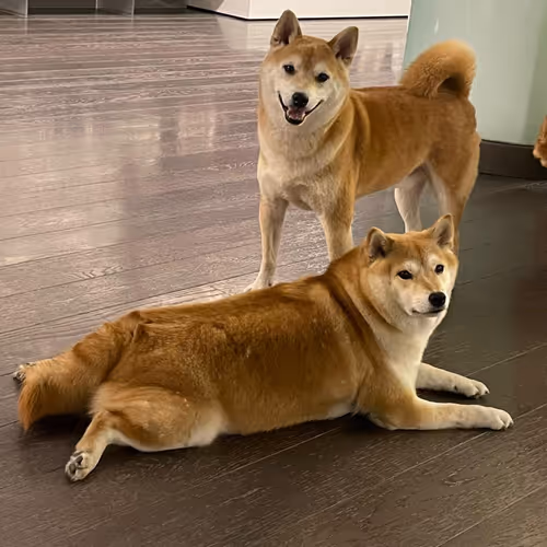 Doge 1+1
