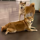 Doge 1+1