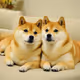 Doge Couple's
