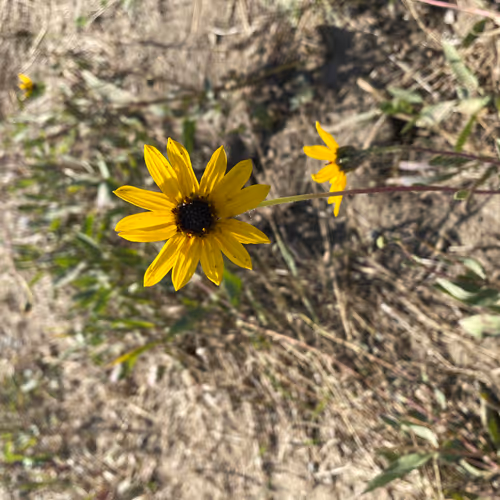 Doge Flowers - old