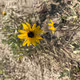 Doge Flowers - old