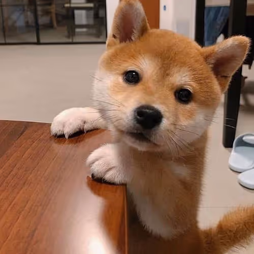 Doge Collection $1