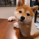 Doge Collection $1