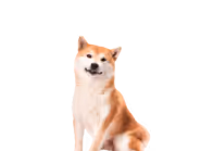 DogeyNFT
