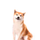 DogeyNFT