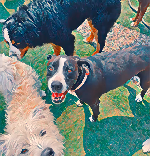 Doggie Days Club