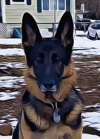 Doggo Summer Collection 2018 - old