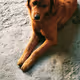 Doggo(:)