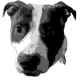 Doggos 101 - old