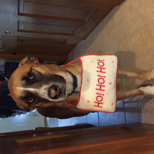 DoggyDog Collection