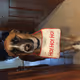 DoggyDog Collection