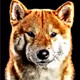 doggy - 56TOhVHrCY