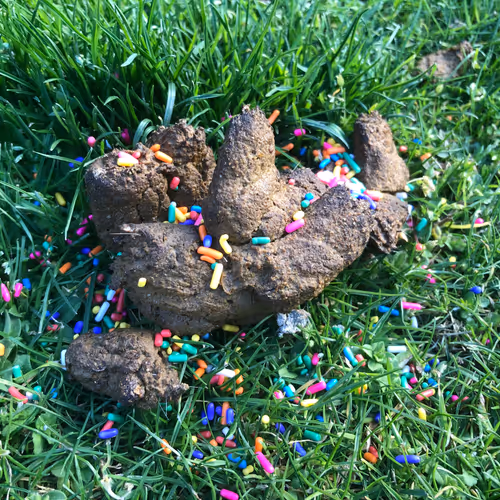 DigitalDoggyDooDoo - old