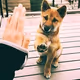 Dog.jpeg