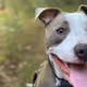 dogo doing his stuff