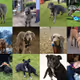 Dogs!