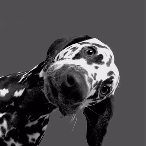 dogs